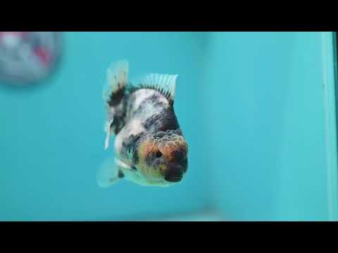 White Tiger Oranda 3.5 inch Body (260612_OR11)