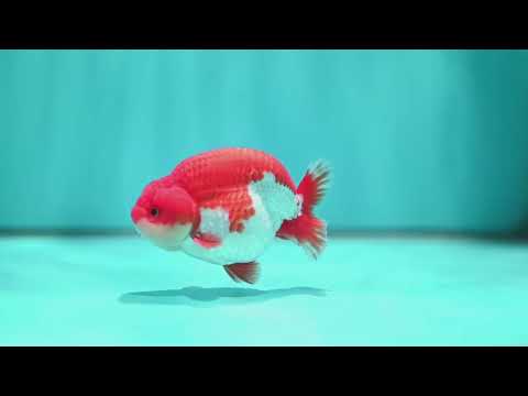 Red White Buffalo Ranchu 3.8 inch Body (260501_RC05)