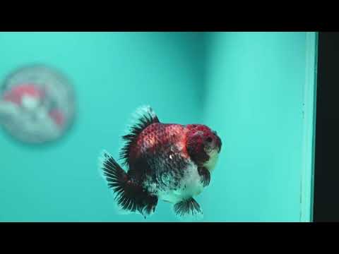Kirin Oranda Oranda 3.5 inch Body (260828_OR21)
