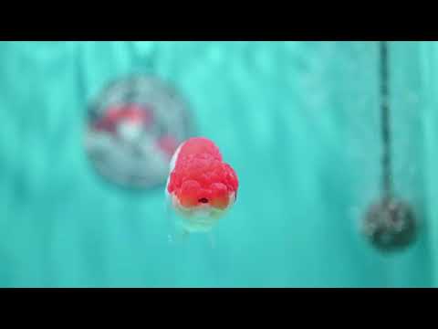 Red White Ranchu 3 inch Body (260522_RC02)