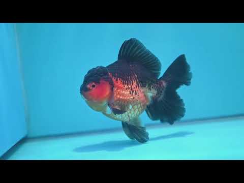 Apache Rosetail Oranda 4.5 inch Body (260417_OR07)
