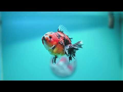 Tiger Oranda 3 inch Body (260619_OR08)