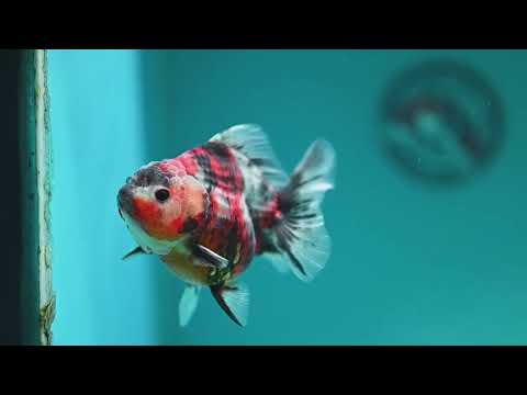 Tiger Oranda 3.5 inch Body (260619_OR14)