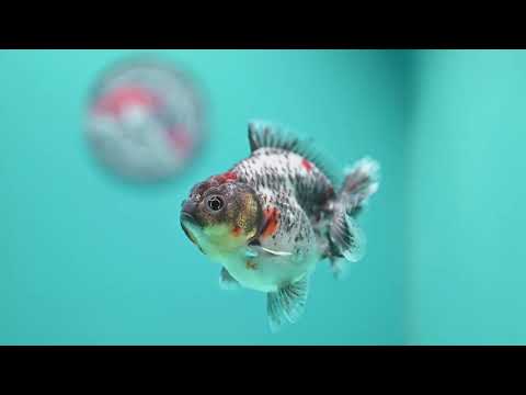 Blue Based Kirin Oranda 3.5 inch Body (260904_OR13)