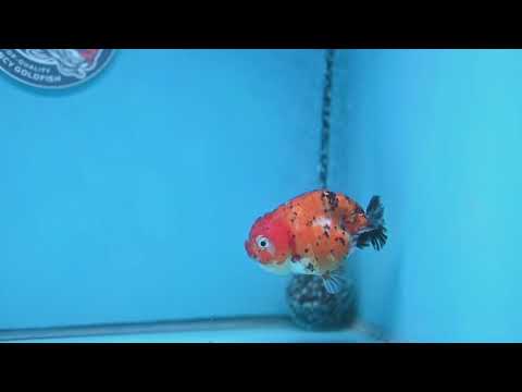 Tricolor Sakura Ranchu 3 inch Body (260306_RC08)