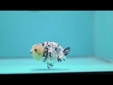 White Tiger Ranchu 3 inch Body (260807_RC04)