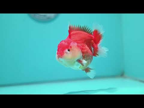 Red White Yuanbao Oranda 4 inch Body (260515_OR08)