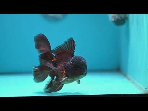 Black Rose Tail Oranda 3.8 inch Body (260501_OR01)