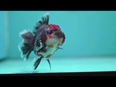 Kirin Rose Tail Oranda 3.5 inch Body (260807_OR03)