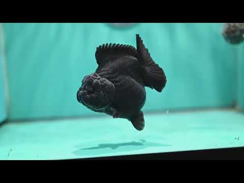 Shogun Godzilla Jet Black Oranda 4 inch Body (260515_OR16)