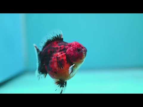 Shogun Tiger Oranda 3" inch Body (260814_OR05)