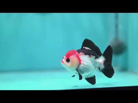 Tancho Tricolor Oranda 3 inch Body (260821_OR08)