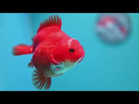 Jade Seal Red White YuanBao Oranda 4 inch Body (260529_OR16)