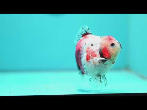 Shogun Calico Oranda inch Body (260508_OR08)