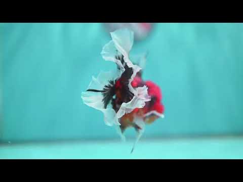 Tiger Orchid Tail Oranda 3.5 inch Body (260501_OR14)
