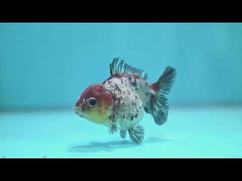Blue Based Tiger Oranda 3 inch Body (260424_OR12)