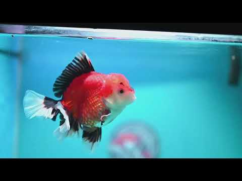 Apache Orchid Tail Oranda 4 inch Body (260828_OR17)