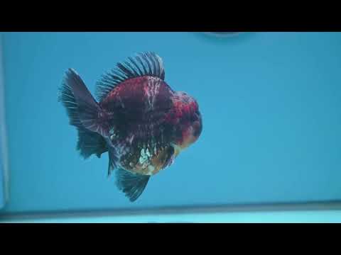 Kirin Oranda 4 inch Body (260313_OR05)
