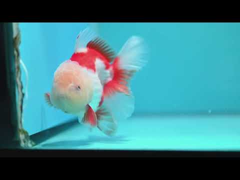 Jade Head Red White Oranda 3.5 inch Body (260925_OR04)