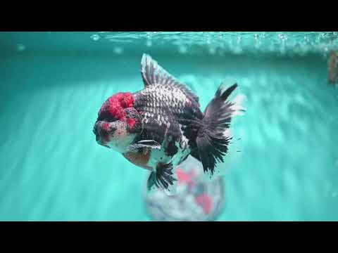 AAA Grade Red Head Kirin Orchid Tail Oranda 4 inch Body (260821_OR01)