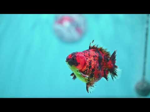 Shogun Tiger Oranda 3.5 inch Body (260828_OR02)