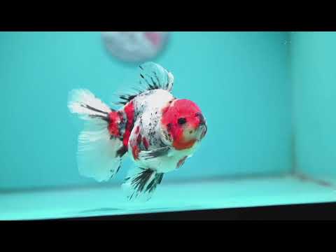 White Tiger Oranda 4 inch Body (260925_OR02)