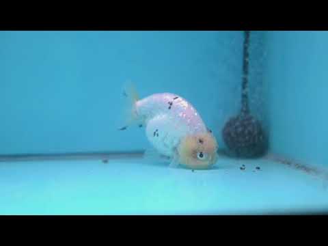 White Tiger Ranchu 4 inch Body (260227_RC06)