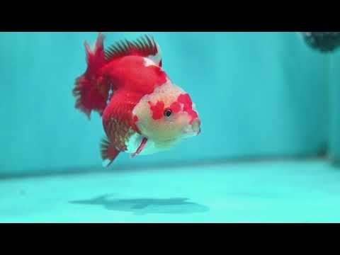 Red White YuanBao Oranda 4 inch Body (260522_OR01)