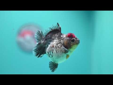 Shogun Kirin Oranda 2.8 inch Body (260814_OR06)