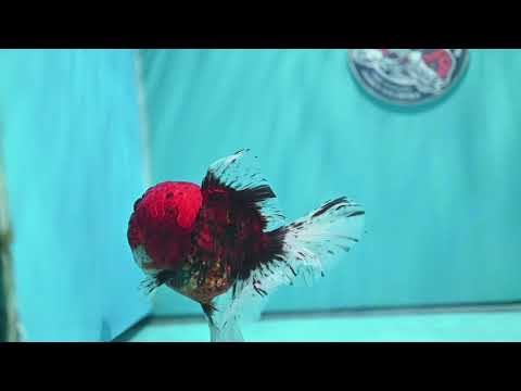 Full Wen Tiger Rose Tail Oranda 4 inch Body (260529_OR04)