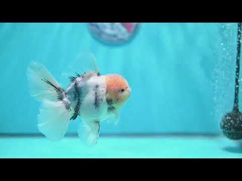 White Tiger Orchid Tail Oranda 4 inch Body (260529_OR07)