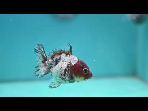 Blue Based Tiger Oranda 3 inch Body (260424_OR14)