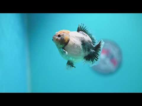 Shogun Cookies and Cream Oranda 3.2 inch Body (260724_OR06)