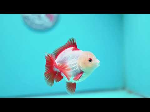 Jade Head Red White YuanBao Oranda 3.5 inch Body (260918_OR07)