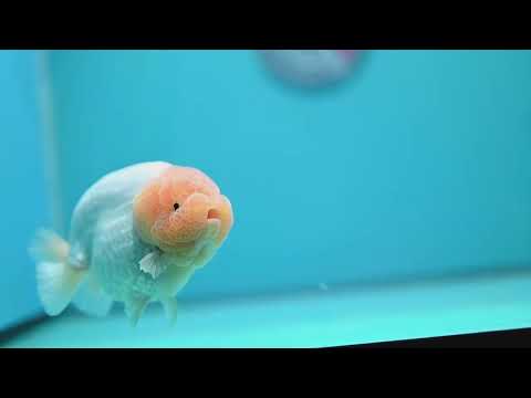 Snow White Ranchu 4 inch Body (260724_RC03)