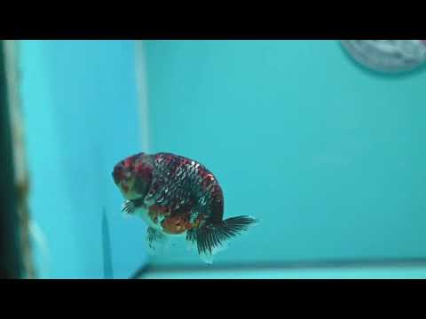 Kirin Ranchu 3.5 inch Body (260925_RC06)