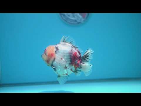 Tricolor Sakura Oranda 4 inch Body (260313_OR09)