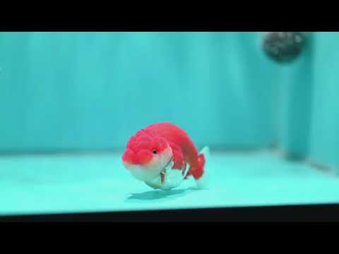 Red White Ranchu 3 inch Body (260522_RC05)