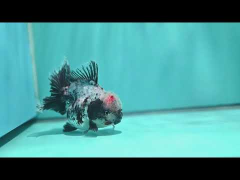 White Tiger Orchid Tail Oranda 3.8 inch Body (260814_OR20)