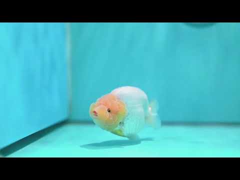 Lemon Head Ranchu 4 inch Body (260515_RC01)