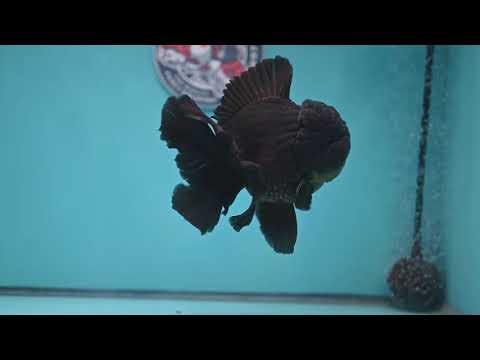 Black Rose Tail Oranda 4 inch Body (260227_OR06)