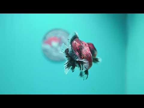 Kirin Oranda 3.8 inch Body (260904_OR11)