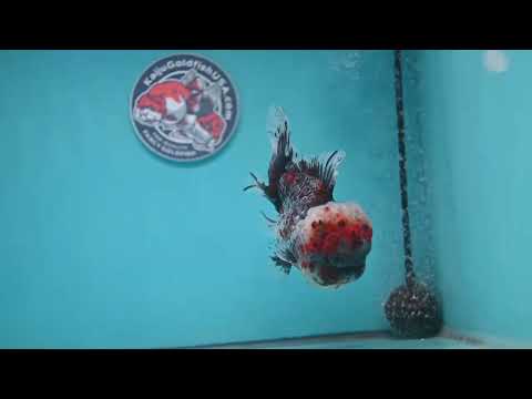Large Full Wen Blue Based Kirin Rose Tail Oranda 4.5 inch Body (260227_OR04)