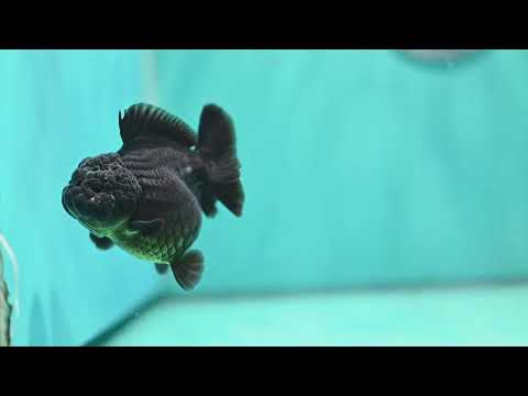 Shogun Black Oranda 3 inch Body (260814_OR03)