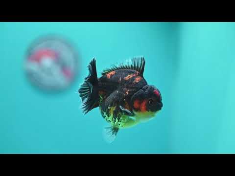 Heavy Ink Tiger Oranda 3 inch Body (260612_OR03)
