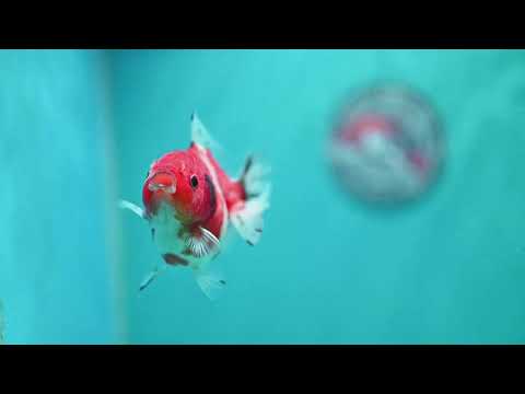 Shogun Sakura Oranda 3 inch Body (260724_OR09)