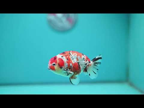 Tricolor Sakura Ranchu 4 inch Body (260925_RC03)
