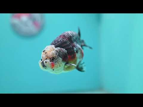 Kirin Ranchu 4 inch Body (260814_RC04)