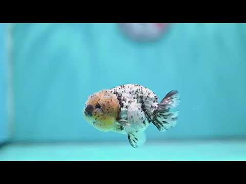 White Tiger Ranchu 3 inch Body (260821_RC01)