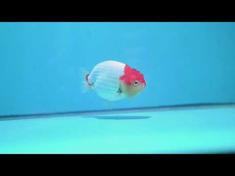Red White Ranchu 3.5 inch Body (261016_RC10)
